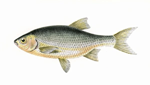 Roach Gallery: Azurine or Blue Roach
