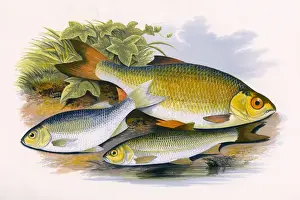 Fake Prints: Azurine, Dobule and Common Rudd