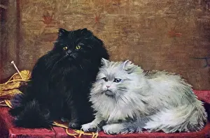 B / W Persian Cats