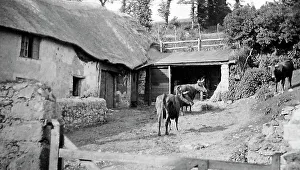 Babbacombe Eller farm near torquay