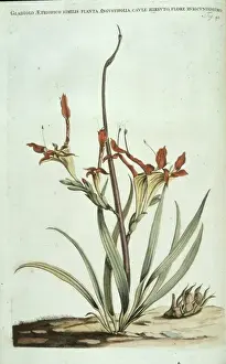 Linnaeus Prints: Babiana ringens, rats tail babiana
