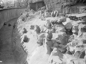 Baboons at the Zoo