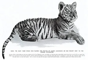 Images Dated 28th October 2019: Babs the tiger cub at the London Hippodrome