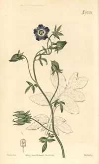 Curtis Prints: Baby blue eyes or Arkansian nemophila, Nemophila