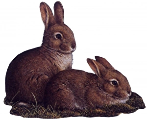 Wildlife Gallery: Two Baby Bunnies