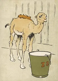 Hump Prints: Baby Camel Dromedary