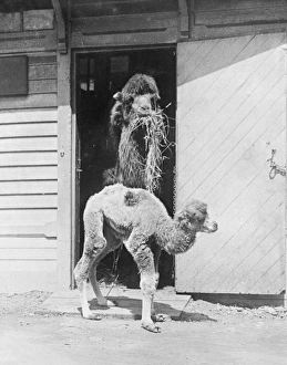 Admired Collection: Baby Camel at the Zoo