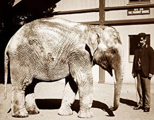 Keeper Collection: Baby elephant at a Zoo