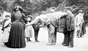 Baby elephant at a zoo, probably London Zoo