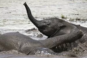 Loxodonta Collection: Baby Elephants - Playing in water after heavy rain