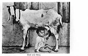 Baby feeding directly from a goat