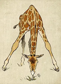 Giraffes Prints: Baby Giraffe Aldin 1907
