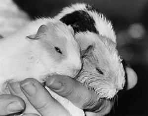 Three baby guinea pigs Three baby guinea pigs