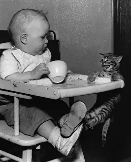 Kaye Prints: Baby in highchair with kitten