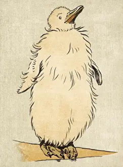 Baby King Penguin Aldin