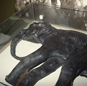 Mammuthus Prints: Baby mammoth