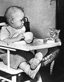 Baby sitting in a high chair looking at a cat