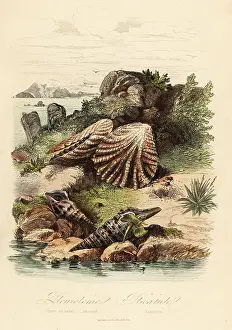Achille Comte Prints: Babylon turrid, Raphitoma echinata and kitten's paws clams