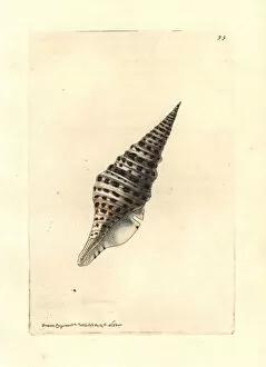 Mollusk Collection: Babylon turrid shell, Turris babylonia