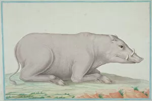 1781 Gallery: Babyrousa babyrussa, babirusa
