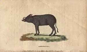 Babyroussa or North Sulawesi babirusa, native