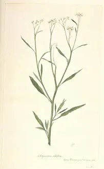 South American Prints: Baccharis pingraea