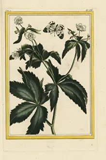 Feuilles Prints: Bachelors buttons, Ranunculus aconitifolius