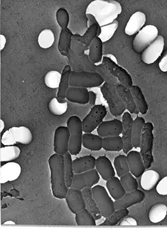 Magnified Prints: Bacillus sp. bacteria