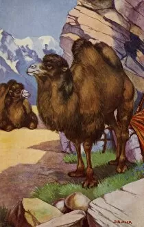 Ungulate Gallery: Bactrian camel