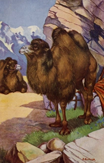 Ungulate Gallery: Bactrian camel