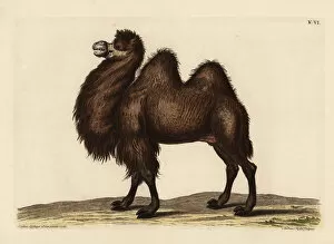 Naturae Collection: Bactrian camel, Camelus bactrianus