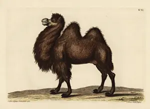 Naturalien Cabinet Prints: Bactrian camel, Camelus bactrianus