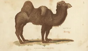 Kearsley Prints: Bactrian camel, Camelus bactrianus