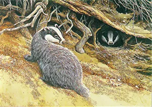 Badger
