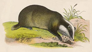 Wildlife Gallery: BADGER
