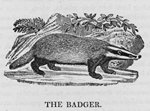 Wildlife Gallery: Badger (Bewick)