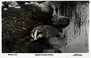 A Badger leaving water