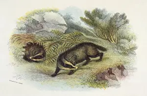 Badgers Prints: Badger / Naturalists Lib