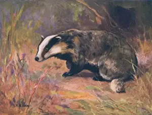 Badger / Swan / Wild Beasts