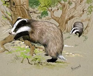 Mammal Gallery: Two Badgers in a wood