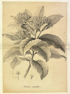 Images Dated 14th December 2015: Badusa corymbifera