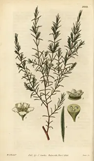 Shrubby Prints: Baeckea frutescens