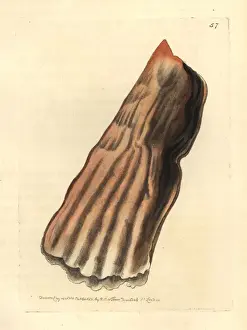 Elford Prints: Baggy pen shell or bag pinna, Pinna saccata