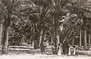 Picking Prints: Baghdad, Iraq - Date Palm Picking