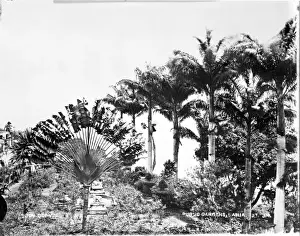 Bahia public gardens, Brazil, South America 1873