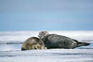 Seals Gallery: Baikal / Nerpa Seal - endemic to lake Baikal