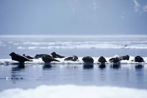 Seals Gallery: Baikal Seal