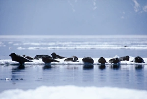 Seals Gallery: Baikal Seal
