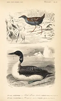 Diver Gallery: Baillons crake, Porzana pusilla, and great
