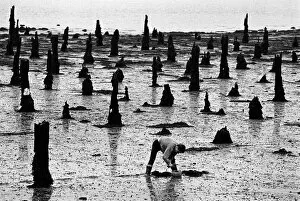 Piles Gallery: Bait digging, Lorient, France